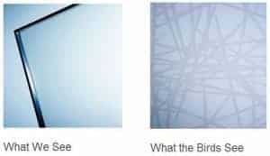 Bird Friendly Window Replacement