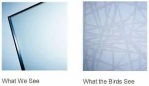 Bird Friendly Window Replacement